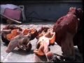 Gyromitra Esculenta ( The Beefsteak )