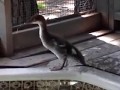 Shy Baby Merganser Has a New Home