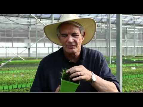 how to grow irish moss