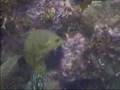 Anacapa-dive-trip-on