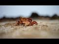 Vancouver Island- Inception - Canon 5D Mark II - Glidecam HD 2000