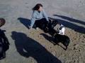 videos de Loulou franse bulldog bont,spelen met 2 andere bulletjes