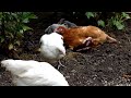 Pecking Chickens