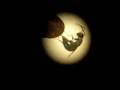 Oviposition