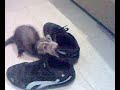 Mi Huron Miki Y Mi Zapatilla