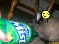 videos de SIR BOOG the WHISKER-THUMPER MEANIE-WEANIE HARVEY HUFFEFFER!