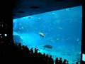 美ら海水族館