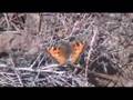 videos de TrekNature Turnbull