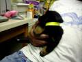 Hemi -Puppy