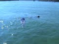 Snorkling in Cancun (Xel-Ha) Manele-Gratis.net
