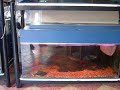 Day View Of Marlo2784 Arowana Aquarium