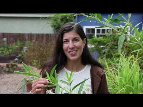 how to plant milkweed