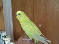 parakeet