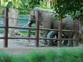 elephant masturbating