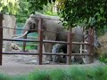elephant masturbating