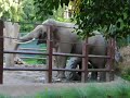 elephant masturbating