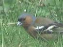 Chaffinch