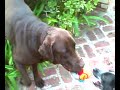 Duke and his friends