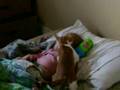 cat bugging sleeping baby