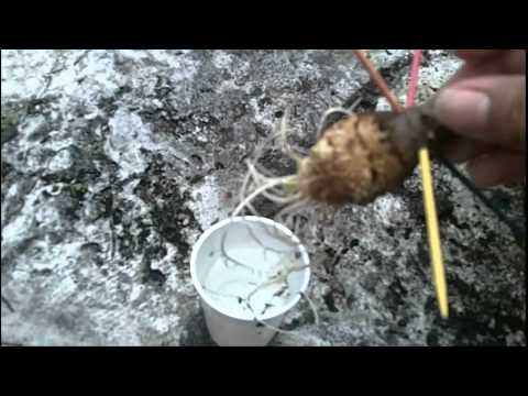 how to transplant jerusalem artichoke
