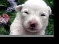 dog day afternoon