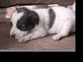 dog day afternoon