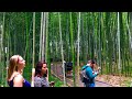 2019年9月22日(日) 朝の京都嵐山 渡月橋の風景🌟Arashiyama  Kyoto  ✨ 岚山🌱【4K】