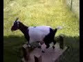 Pixie The Fainting Goat Pixie The Fainting Goat