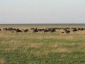 Wildebeest migration in Serengeti National Park game reserve, Tanzania to Maisia Mira