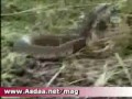 cobra vs lion cobra vs lion