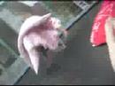 Nona I DA på Trampolina