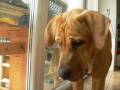 videos de tosa inu love