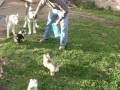 feeding my husky puppies