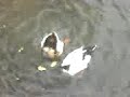 Ducks