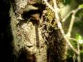 videos de Leptasthenura striolata - Serra do Rio do Rastro Eco Resort - Bom Jardim da Serra - Santa Catarina