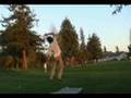 Slackline FRONT FLIP - Landed on the line