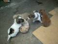 videos de perritos que se regalan