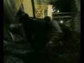 videos de Estate 2008 Amico Ubriaco in Calabria 21/08/2008