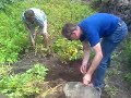 Harvesting some potatoes during vacation on Canary Islands