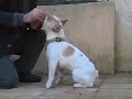 See video