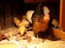 These little chicks are eleven days old.