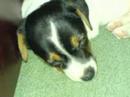 milie moo milie moo