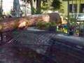Abete caduto presso la scuola d'infanzia Pago Vallo Lauro AV