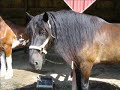 Delvert: A Halter Story