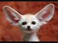 Funny Animals