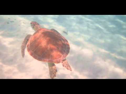 0 Honeymoon Essential: Underwater Video Camera and Case