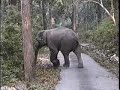 VISIT TO CORBETT PARK, INDIA VISIT TO CORBETT PARK, INDIA