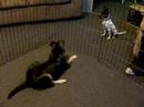 Puppies At Play