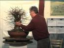 Bonsai-Seminar " Potentialerkennung..." mit Walter Pall