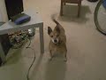 bill dog horse bill dog horse